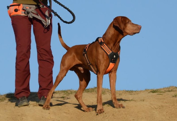 Szelki-dla-psa-guard-Truelove-Security-pomaranczowe