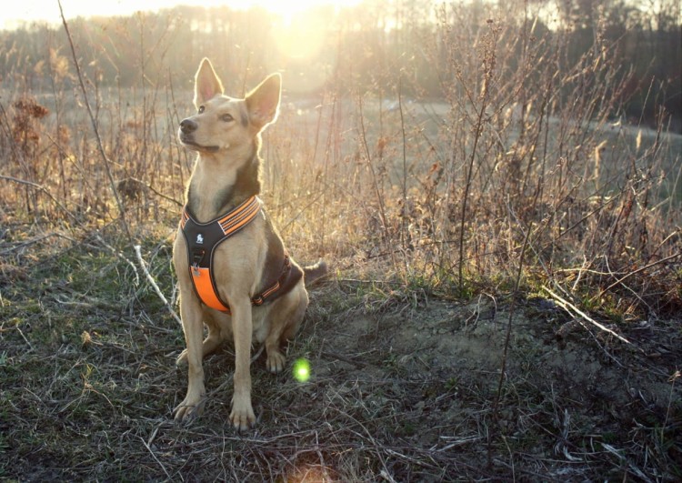 Szelki-dla-psa-guard-Truelove-Security-pomaranczowe