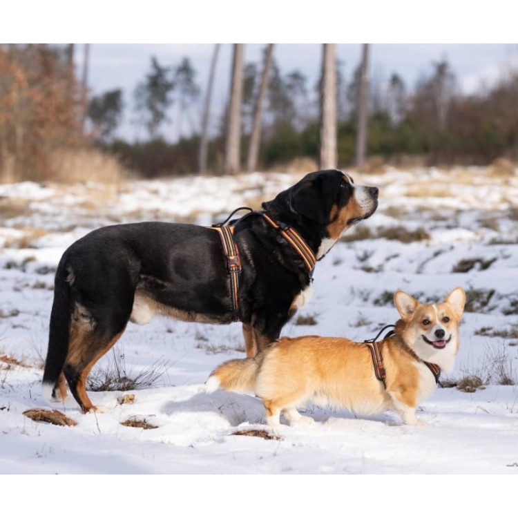 Szelki-dla-psa-guard-Truelove-Security-pomaranczowe