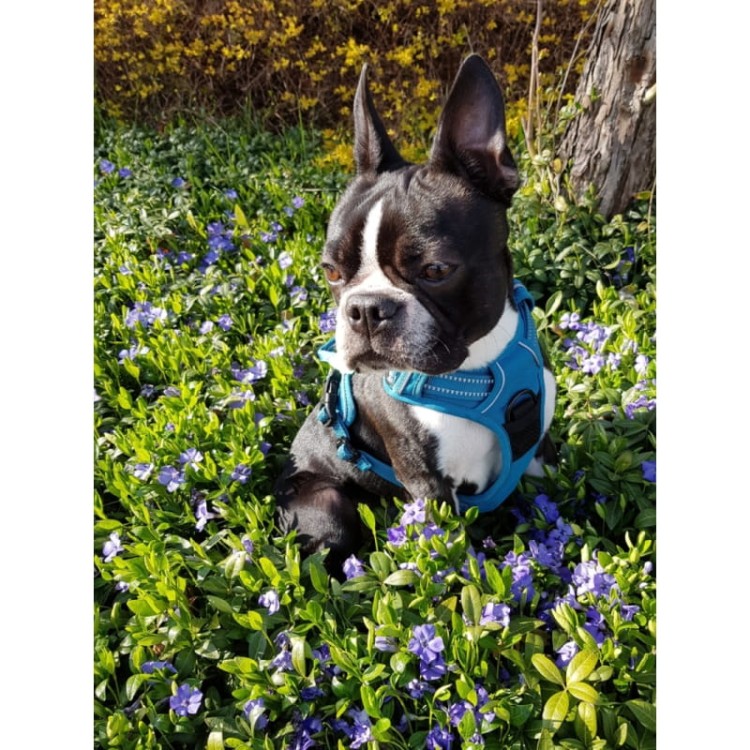 Szelki-dla-psa-easy-walk-Truelove-Front-Line-niebieskie