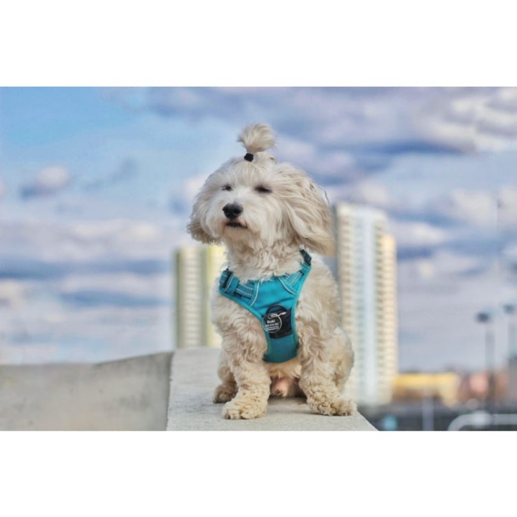 Szelki-dla-psa-easy-walk-Truelove-Front-Line-niebieskie