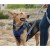 Szelki-dla-psa-easy-walk-Truelove-Front-Line-granatowe
