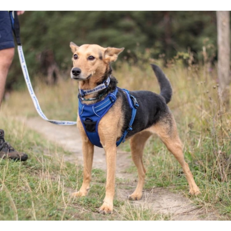 Szelki-dla-psa-easy-walk-Truelove-Front-Line-granatowe