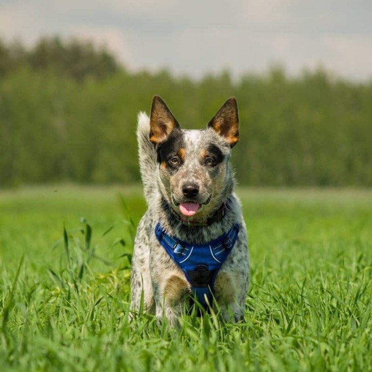 Szelki-dla-psa-easy-walk-Truelove-Front-Line-granatowe