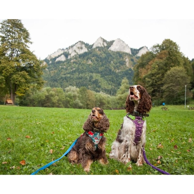 szelki-dla-psa-Truelove-Front-Line-premium-Tropical