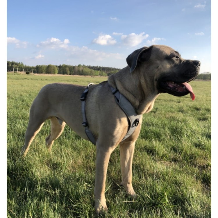 Szelki guard easy walk dla psa Truelove Lumen