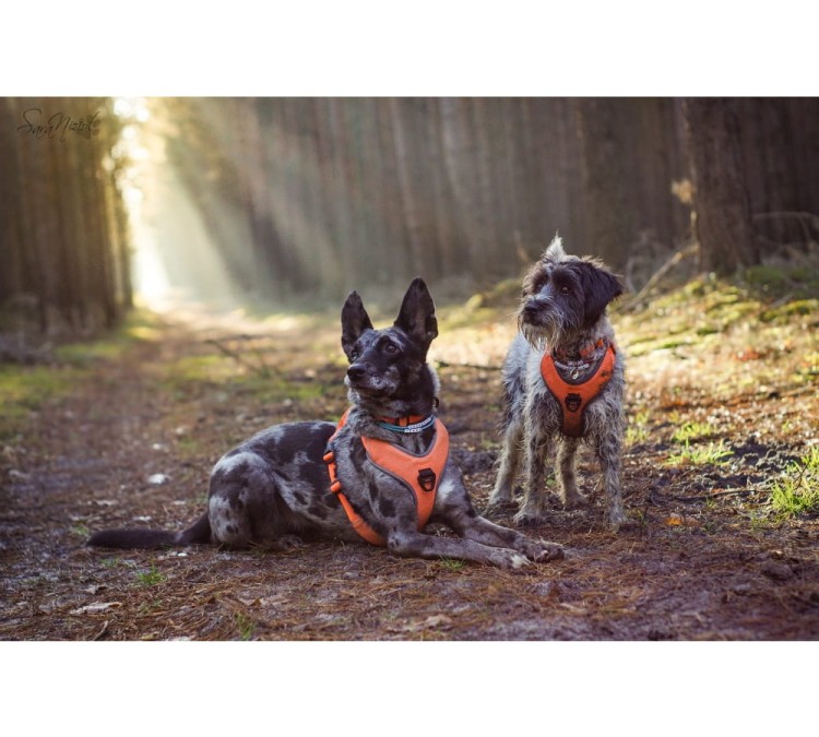 Szelki-dla-psa-guard-Truelove-Lumen-pomaranczowe