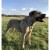 Szelki-guard-easy-walk-dla-psa-Truelove-Lumen