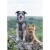 Szelki-guard-easy-walk-dla-psa-Truelove-Lumen