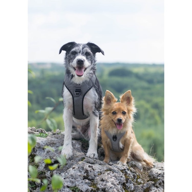 Szelki-guard-easy-walk-dla-psa-Truelove-Lumen