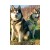 Szelki-dla-psa-guard-Truelove-Lumen