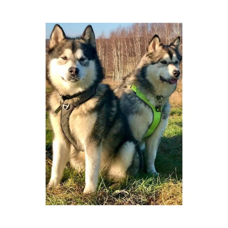 Szelki-dla-psa-guard-Truelove-Lumen