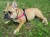Szelki-regulowane-TRE-PONTI-Easy-Fit-Czerwone-4.jpg
