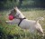 Szelki-regulowane-TRE-PONTI-Easy-Fit-Czerwone-6.jpg