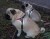 Szelki-regulowane-TRE-PONTI-Easy-Fit-Czerwone-8.jpg