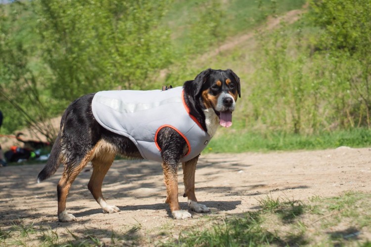 Kamizelka-chlodzaca-dla-psa-Truelove-pomaranczowa