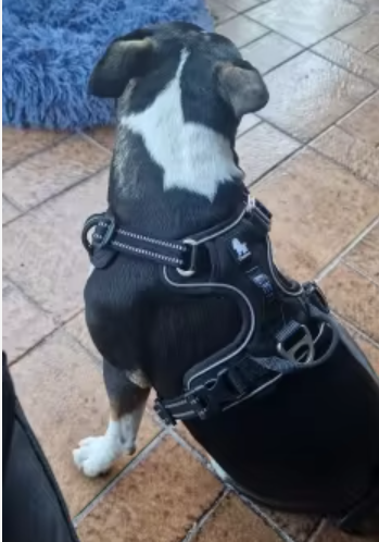 Szelki-dla-psa-Front-Line-Premium-czarne