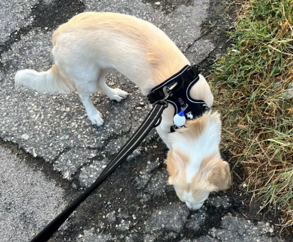 Szelki-dla-psa-Front-Line-Premium-czarne