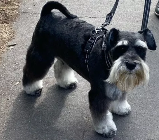 Szelki-dla-psa-Front-Line-Premium-czarne