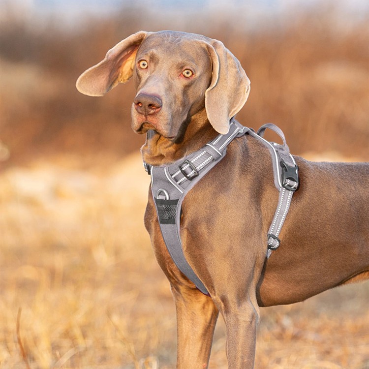 Szelki-guard-easy-walk-dla-psa-Truelove-Front-Line-Premium-szare