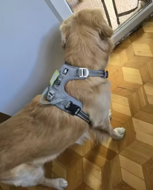 Szelki-guard-easy-walk-dla-psa-Truelove-Front-Line-Premium-szare