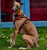 Szelki-guard-dla-psa-Truelove-Front-Line-Premium-pomaranczowe