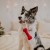 Świąteczny sznur z kością dla psa „WOOFMAS” 13 cm