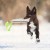 Szarpak z wełny owczej z rączką Bungee Dingo – amortyzuje szarpnięcia, 44 cm, trening i zabawa
