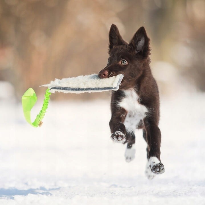 Szarpak z wełny owczej z rączką Bungee Dingo – amortyzuje szarpnięcia, 44 cm, trening i zabawa