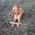 Szarpak z juty z jednym uchwytem Dingo 8×60 cm