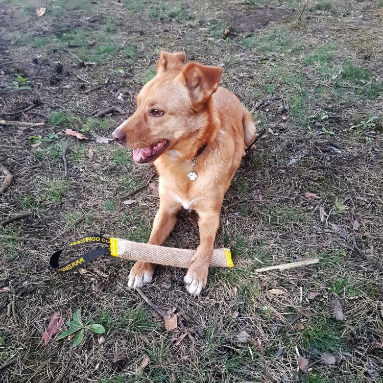 Szarpak z juty z jednym uchwytem Dingo 8×60 cm
