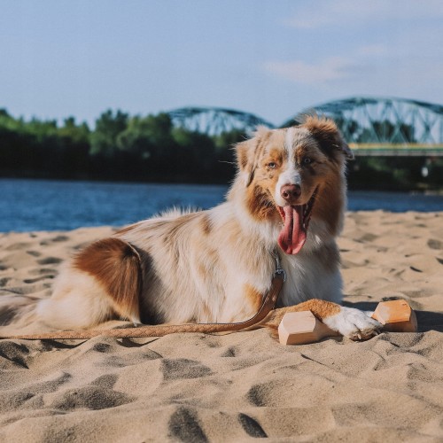 Drewniany aport dla psa Dingo