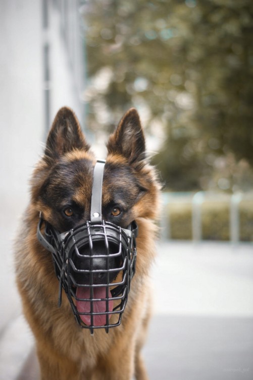 Kaganiec-dla-psa-fizjologiczny-K9-Dingo