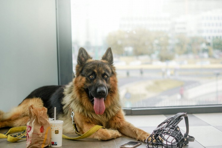 Kaganiec-dla-psa-fizjologiczny-K9-Dingo