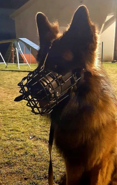 Kaganiec-dla-psa-fizjologiczny-K9-Dingo