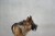 Kaganiec-dla-psa-fizjologiczny-K9-Dingo