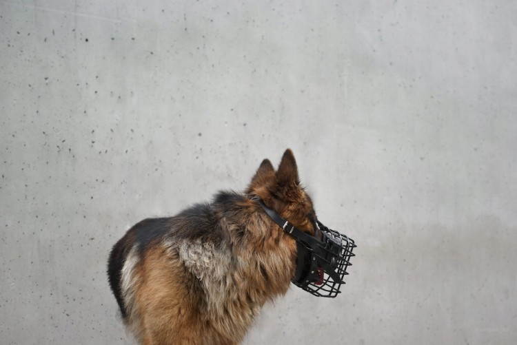 Kaganiec-dla-psa-fizjologiczny-K9-Dingo