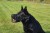 Kaganiec-dla-psa-fizjologiczny-K9-Dingo
