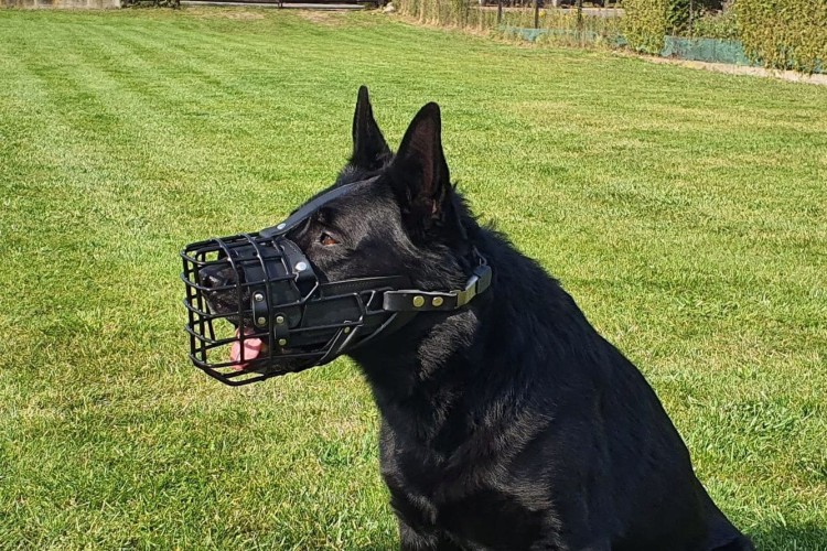 Kaganiec-dla-psa-fizjologiczny-K9-Dingo