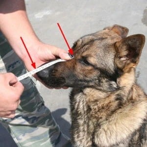 Kaganiec-fizjologiczny-K9-dla-owczarka-niemieckiego-Dingo