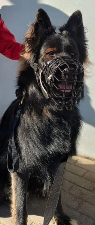 Kaganiec-fizjologiczny-K9-dla-owczarka-niemieckiego-Dingo