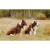 Szelki-dla-psa-easy-walk-wodoodporne-Truelove-Adventure-Soft-fioletowe