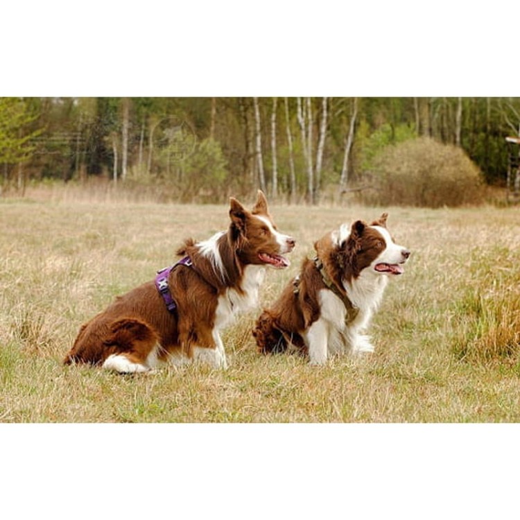 Szelki-dla-psa-easy-walk-wodoodporne-Truelove-Adventure-Soft-fioletowe