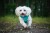 Szelki-dla-psa-easy-walk-wodoodporne-Truelove-Adventure-Soft-blekitny