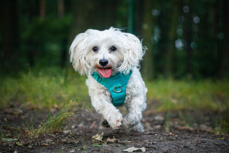 Szelki-dla-psa-easy-walk-wodoodporne-Truelove-Adventure-Soft-blekitny