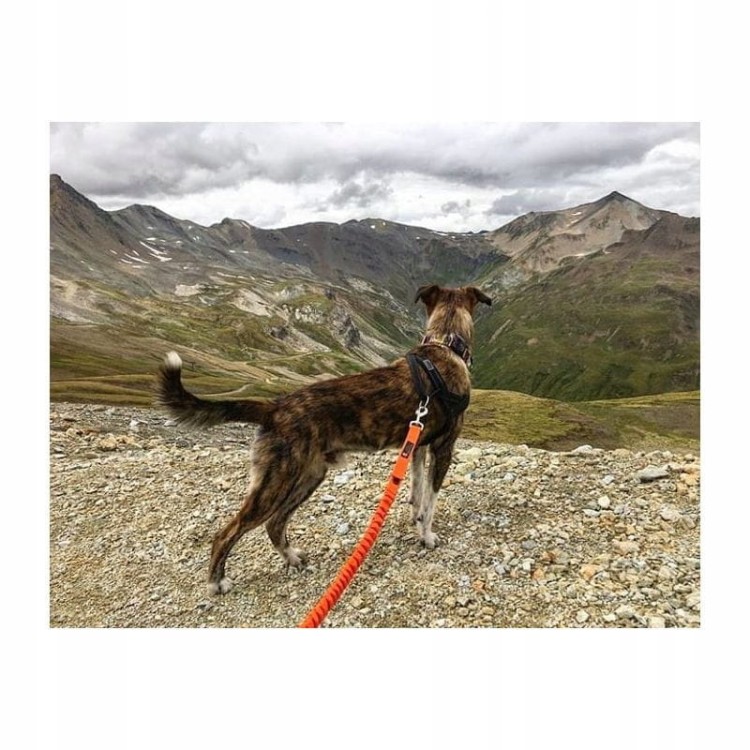 Smycz-do-biegania-z-psem-z-amortyzatorem-JoQu-Two-Runners-295cm–czarn