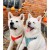 Szelki-dla-psa-easy-walk-wodoodporne-Truelove-Adventure-Soft-pomaranczowe