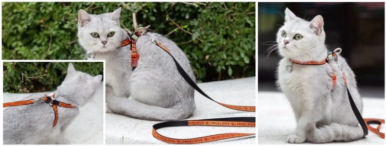 Szelki-smycz-dla-kota-Truelove-Buterfly-pomaranczowe