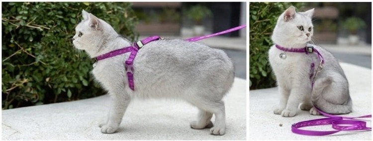 Szelki-smycz-dla-kota-Truelove-Buterfly-fioletowe