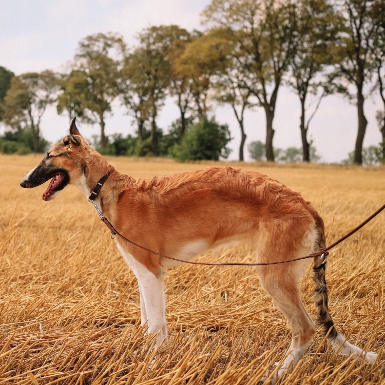 Obroza-skorzana-dla-psa-charta–DINGO-Classic